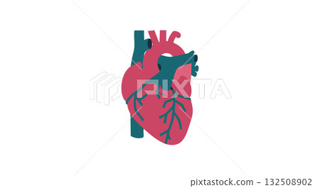 Human heart anatomy illustration showing vascular structure in red and blue vector image 132508902