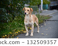 A cute brown dog is posing in front of the camera in one of the many colorful alley 132509357