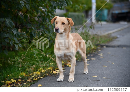 A cute brown dog is posing in front of the camera in one of the many colorful alley 132509357