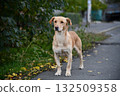 A cute brown dog is posing in front of the camera in one of the many colorful alley of Varanasi 132509358