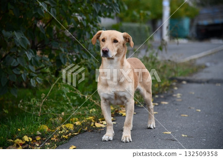 A cute brown dog is posing in front of the camera in one of the many colorful alley of Varanasi 132509358