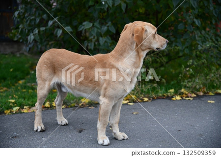 A cute brown dog is posing in front of the camera in one of the many colorful alley of Varanasi, I 132509359