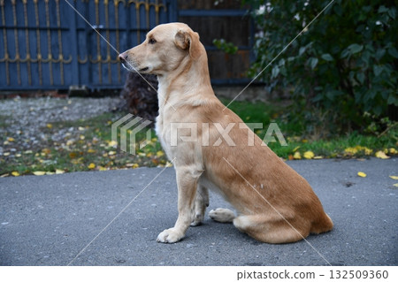 A cute brown dog is posing in front of the camera in one of the many colorful alley of Varanasi, 132509360