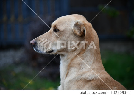 A cute brown dog is posing in front of the camera in one of the many colorful alley of Varanasi, 132509361