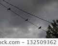 Three Collared Doves flying on and off an electrical wire on a dull. autumnal day 132509362