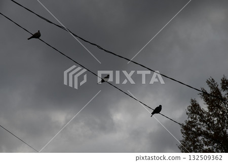 Three Collared Doves flying on and off an electrical wire on a dull. autumnal day 132509362