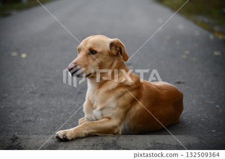 A cute brown dog is posing in front of the camera in one of the many colorful alley of Varanasi, I 132509364