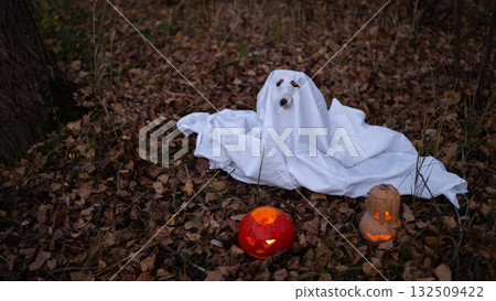 Jack Russell Terrier dog in a ghost costume for Halloween in the woods. Jack Russell Terrier dog in a ghost costume for Halloween in the woods. 132509422