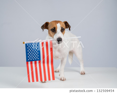 Jack Russell Terrier dog holding US flag on white background. Jack Russell Terrier dog holding US flag on white background. 132509454