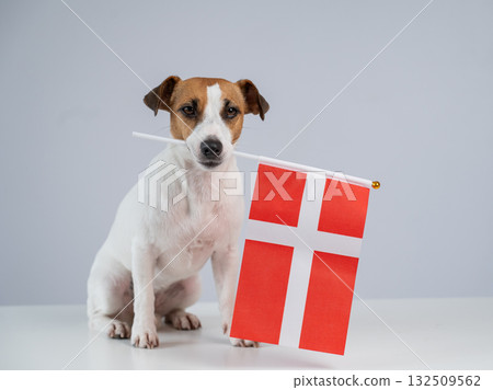 Jack Russell Terrier dog holding a Danish flag on a white background.  132509562