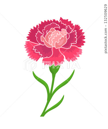 Carnation flower object. Hand drawn. Not AI, vector illustration 132509629