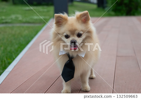 Cute Pomeranian in a tie on a walk. 132509663