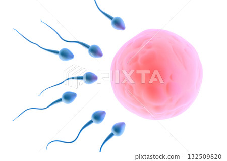 Moment of conception with multiple sperm cells competing to fertilize single human egg, 3d render of ovulation and reproductive biology 132509820