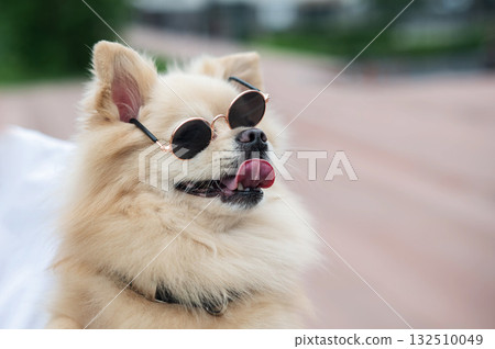 Cute Pomeranian wearing sunglasses on a walk. Cute Pomeranian wearing sunglasses on a walk. 132510049