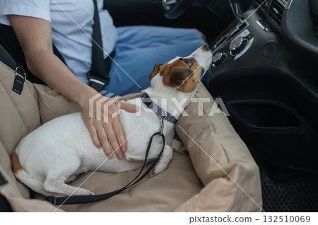 Caucasian woman travels by car with her dog. Jack Russell Terrier in a special car seat.  132510069