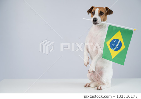 Jack Russell Terrier dog holding a Brazilian flag on a white background. Copy space. Jack Russell Terrier dog holding a Brazilian flag on a white background. Copy space. 132510175