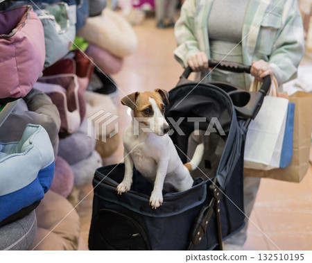 A woman is shopping at a pet store with her Jack Russell Terrier dog in a stroller. A woman is shopping at a pet store with her Jack Russell Terrier dog in a stroller. 132510195