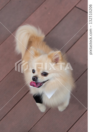Cute Pomeranian in a tie on a walk. Cute Pomeranian in a tie on a walk. 132510206