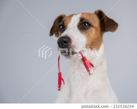 Jack Russell Terrier Dog Chewing Internet Wire.  132510234