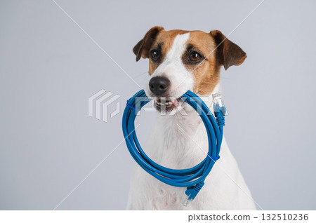 Jack Russell Terrier Dog Holds Internet Cable in Mouth.  132510236