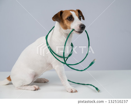 Jack Russell Terrier Dog Chewing Internet Wire.  132510237