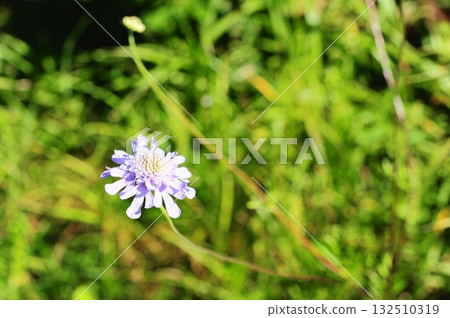 美麗的花海景觀 132510319