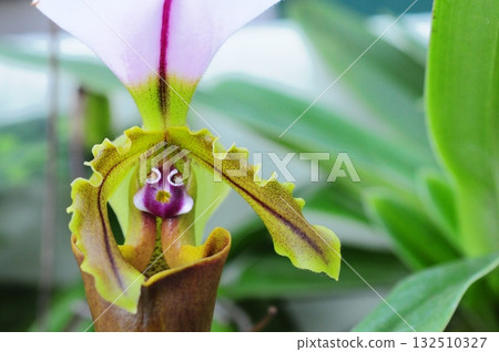 美麗的花海景觀 132510327