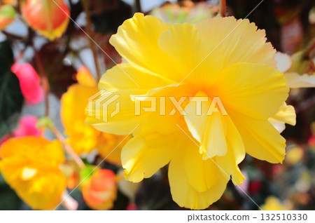 Beautiful flowering landscape Beautiful flowering landscape 132510330