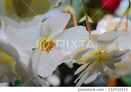 Beautiful flowering landscape Beautiful flowering landscape 132510332