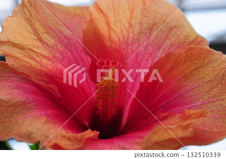 Beautiful flowering landscape Beautiful flowering landscape 132510339