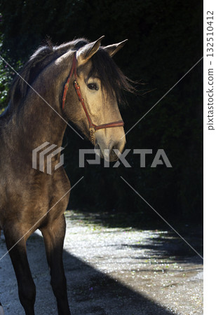 portrait of buckskin  young Andalusian stallion posing near stable 132510412