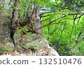 A tree growing on the rock face of a cliff in a valley 132510476