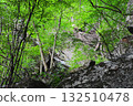 A tree growing on the rock face of a cliff in a valley 132510478
