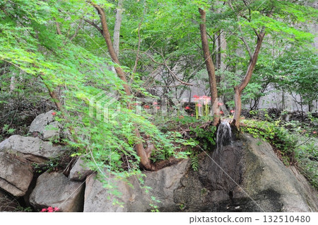 A tree growing on the rock face of a cliff in a valley 132510480