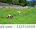 Horses eating grass at a farm 132510504