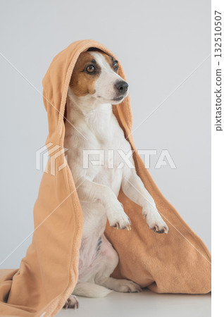 Jack Russell Terrier dog wrapped in towel on white background.  132510507