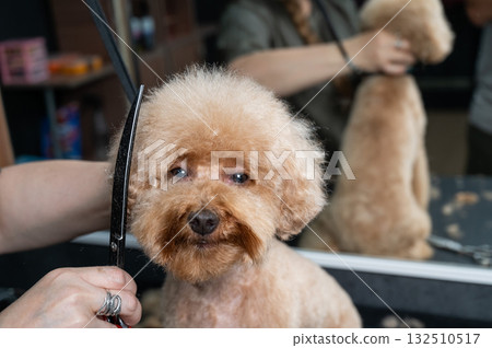Groomer grooming a chocolate mini poodle.  132510517
