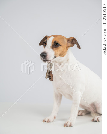 Jack Russell Terrier Dog Holding House Keys. Jack Russell Terrier Dog Holding House Keys. 132510519