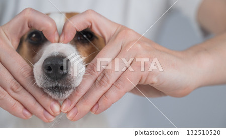 Owner holds her hands in the shape of a heart near the face of her Jack Russell Terrier.  132510520