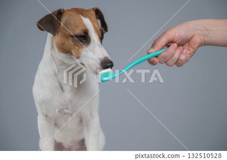 The owner offers the Jack Russell Terrier to brush her teeth. The dog licks the toothpaste.  132510528