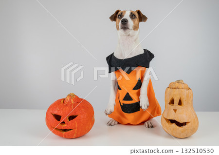 Jack Russell Terrier dog in pumpkin costume next to two jack o lanterns on white background. Jack Russell Terrier dog in pumpkin costume next to two jack o lanterns on white background. 132510530