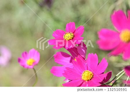 Dark pink cosmos Dark pink cosmos 132510591