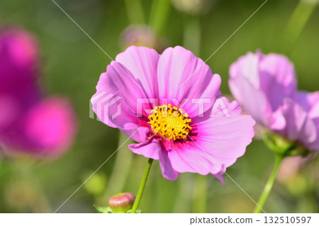 粉紅色的波斯菊花 132510597