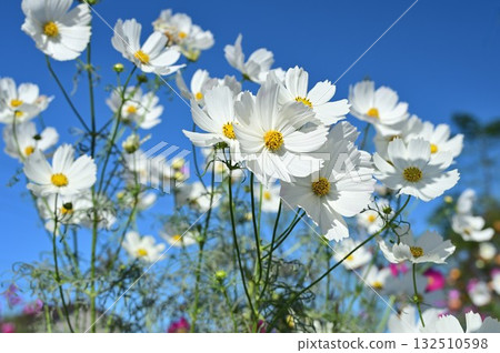 藍天和白波斯菊 藍天和白波斯菊 132510598
