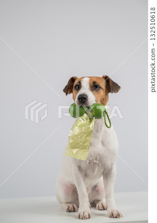 Jack Russell Terrier dog holding container with dog waste bag.  132510618