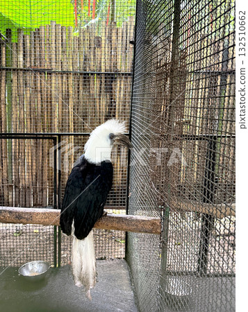 A white-headed hornbill perches on a tree branch. An endangered exotic bird species. 132510662