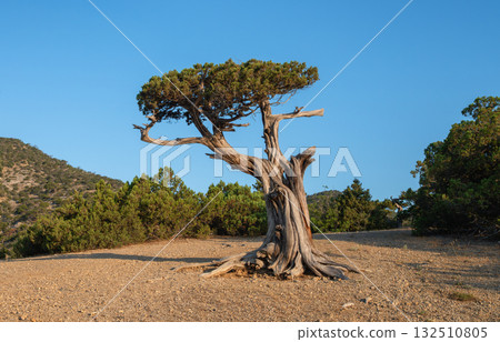 Twisted juniper on the Golitsyn Trail with a view of the sea and the cliffs of Novy Svet, Crimea 132510805