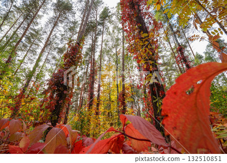 Red vines on tall pine trees in a sunny autumn forest 132510851