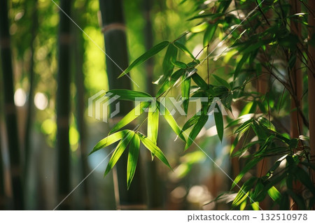 Close-up of bamboo stalks in sunlight.Green leaves and tropical nature detail.Natural eco background with sunlight Close-up of bamboo stalks in sunlight.Green leaves and tropical nature detail.Natural eco background with sunlight 132510978