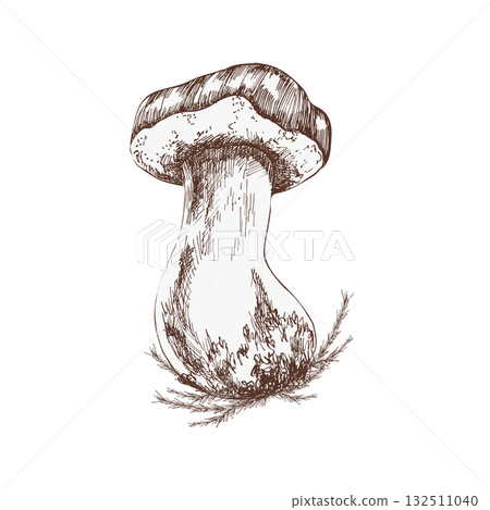Mushroom bolete ink hand drawn graphics. Engraved forest wild fungus clipart, vegan food painting, etching edible mushroom for seasonal menu, harvest decor, poster design 132511040